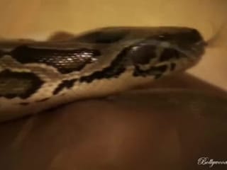 Uma cobra de abraçar